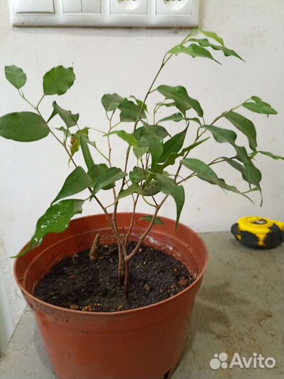 Фикус бенджамина кудрявый саженцы