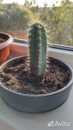 Кактус колоновидный