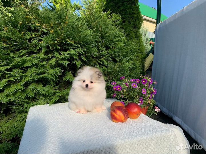 Померанский шпиц