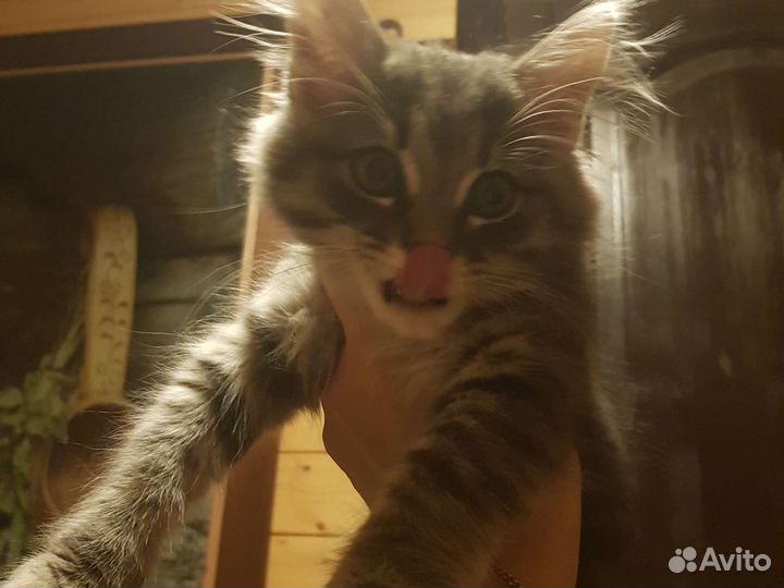 Кот в дар бесплатно