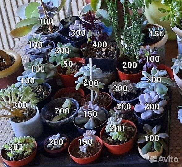 Суккуленты