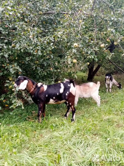 Две козы, козел