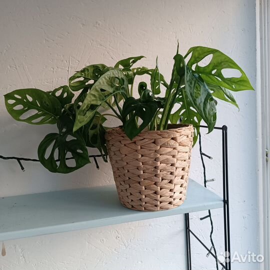 Монстера адансона