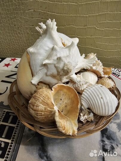 Морские ракушки раковины