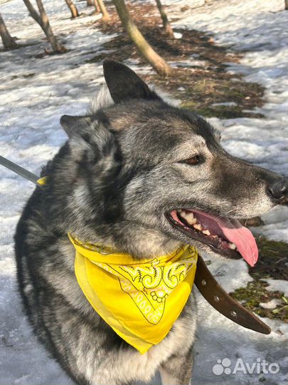 Гром из приюта ищет дом