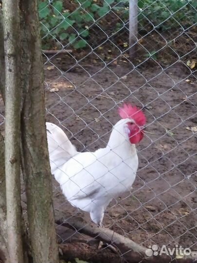 Мараны и бресс гальские петухи