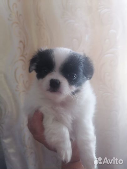 Щенок чихуахуа