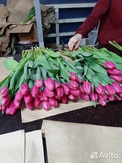 Тюльпан Оптом в Москве к 8 марта
