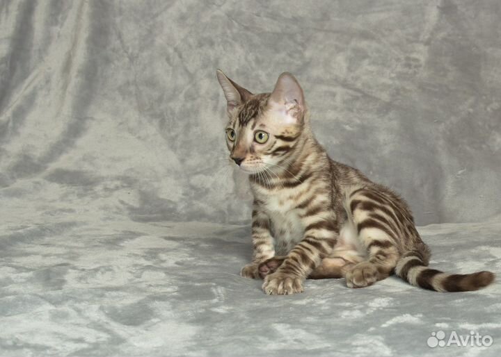 Бенгальский мальчик из питомника