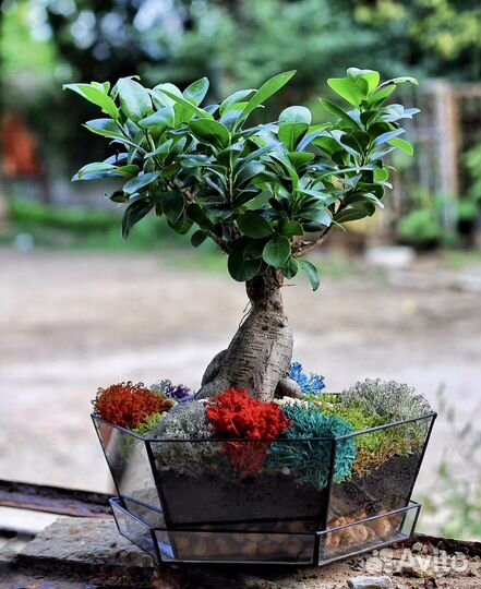 Дерево бонсай, флорариум