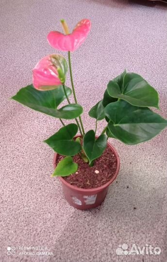 Антуриум Сиерра Оранж