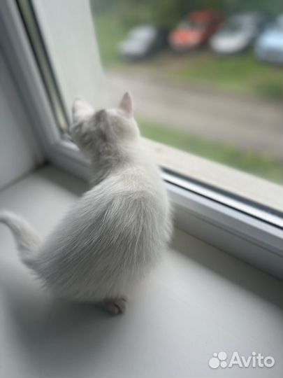 Котенок в добрые руки