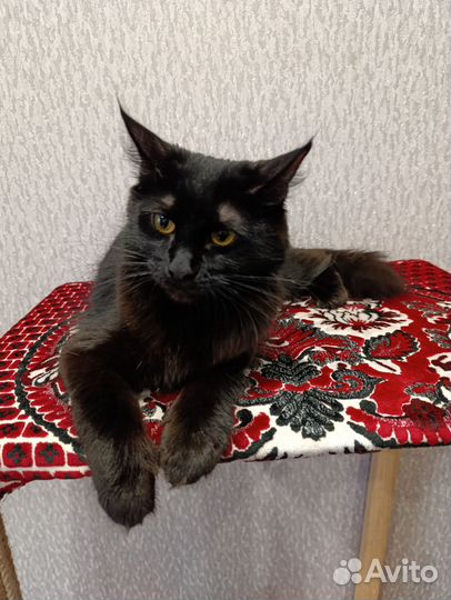 Котенок мейн-кун девочка
