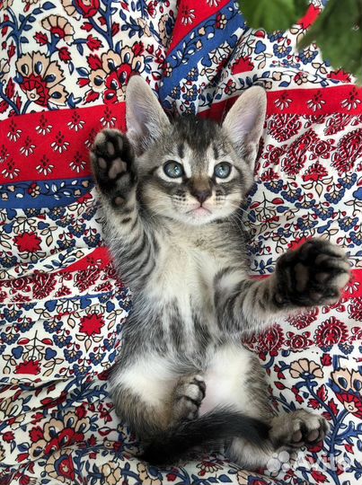 Котёнок мальчик в добрые руки