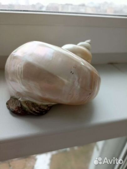 Ракушка большая