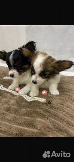 Щенки папийона москва