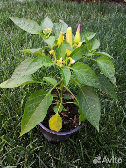 Перчик комнатный