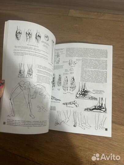 Анатомия для художников