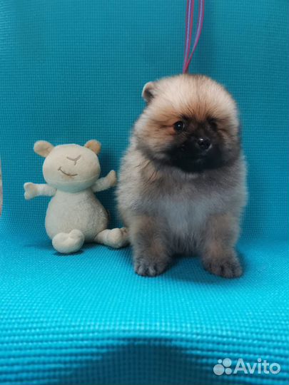 Щенки шпица