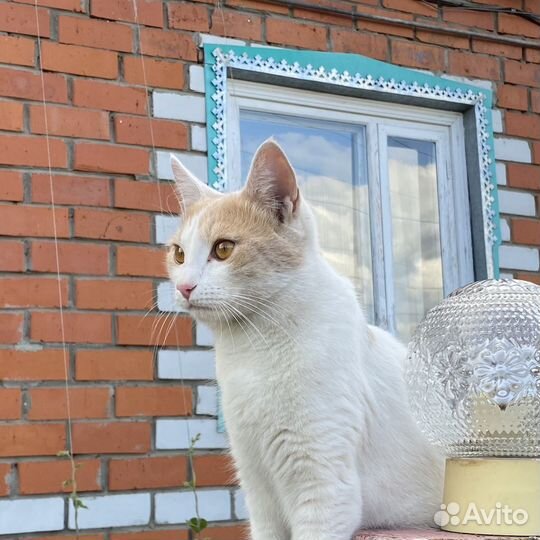 Кот в добрые руки