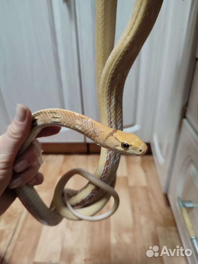 Полоз лучистый