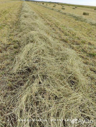 Сено в кипах (тюках)