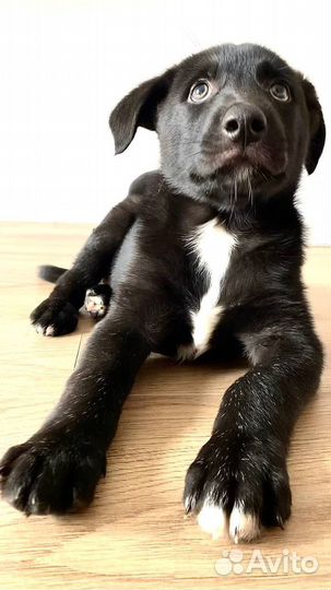 Щенок мальчик в добрые руки