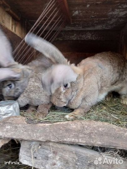 Продам кроликов и мясо кроликов