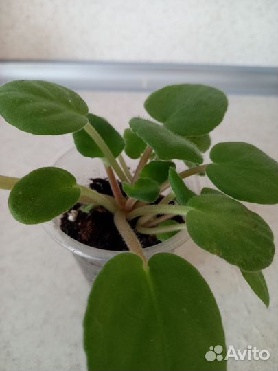 Молодая фиалка