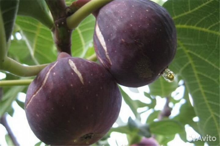 Саженцы - дерево инжир.китайская роза