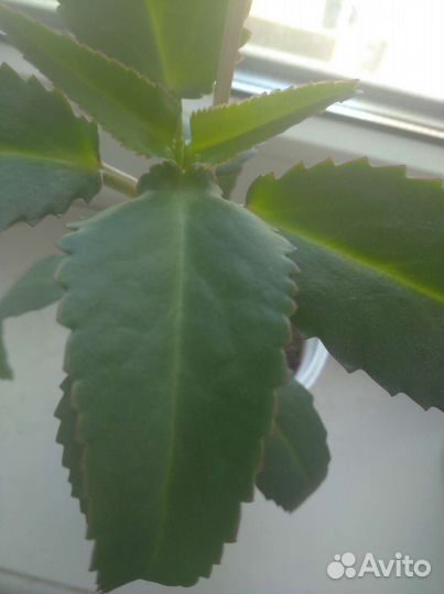 Каланхоэ лечебное