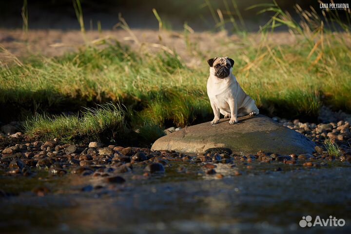 Собака для съемок рекламы и фотосессий