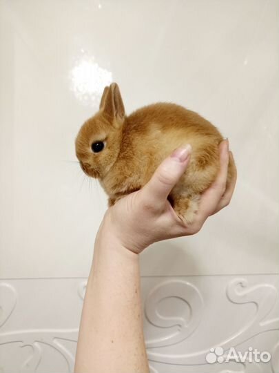 Мини кролик Минор