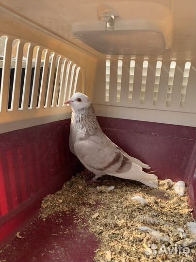 Две голубки Белоголовые Пермяки