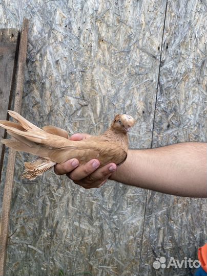 Голуби узбекские