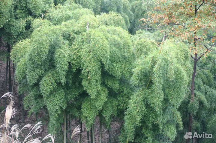 Бамбук морозостойкий Moso, семена