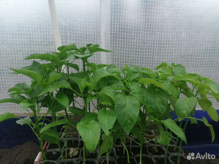 Рассада перца сладкого и горького