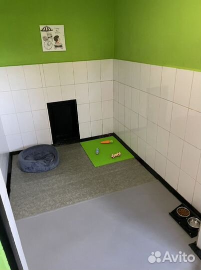 Передержка собак и кошек