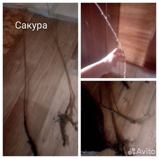 Сакура саженцы