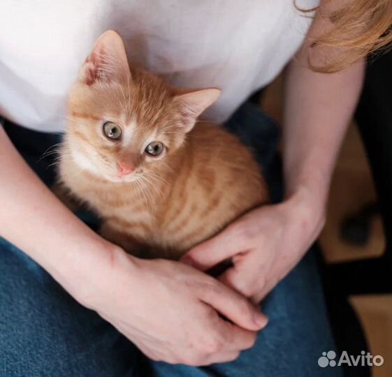 Ласковый рыжик ищет дом