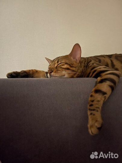 Кот бенгал 1 год