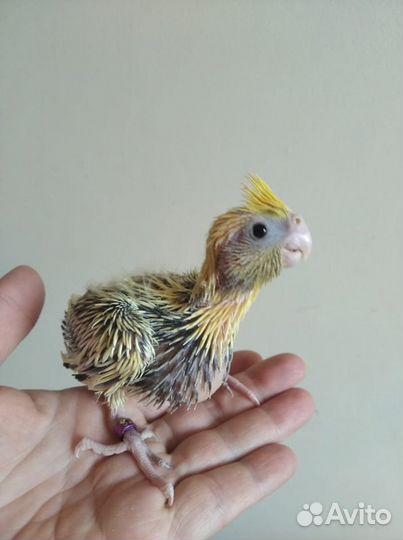 Птенцы корелл