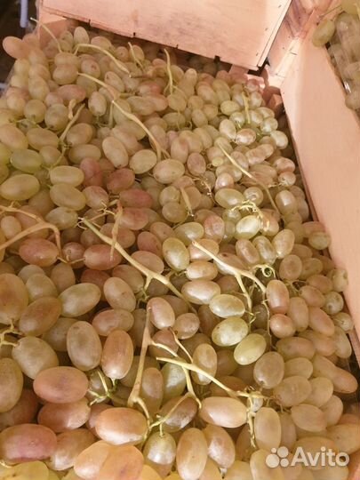 Виноград молдова