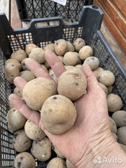 Семенной картофель