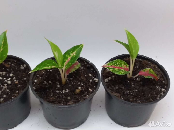 Аглаонема найт спаркл