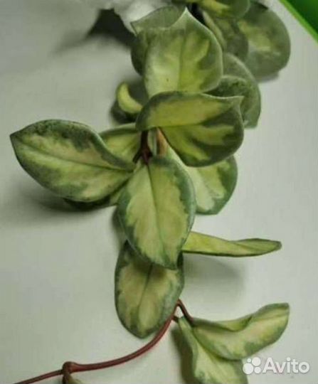 Hoya Carnosa Argentea Princess variegata и другая