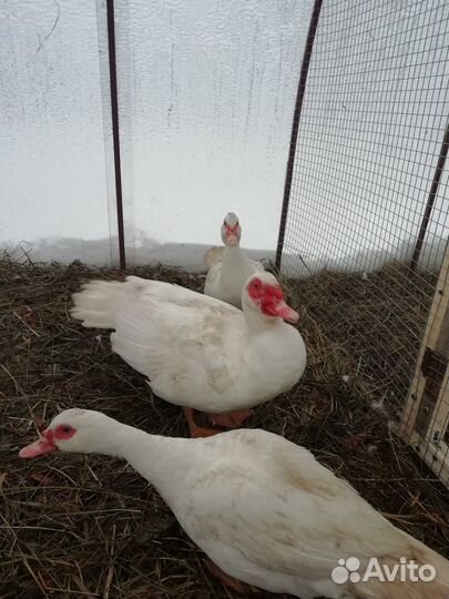 Индоутки тяжёлой линии