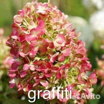 Гортензия метельчатая,отправка по всей России