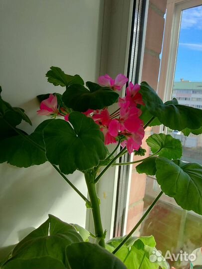 Герань пеларгония