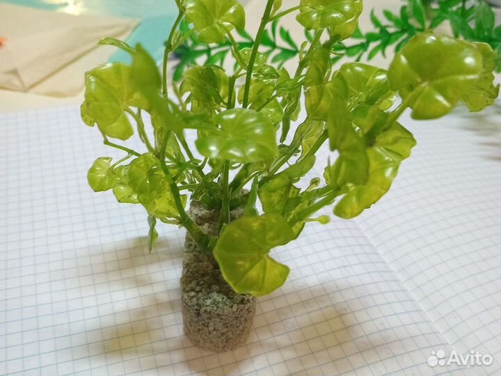 Водоросли для аквариума (не живые)